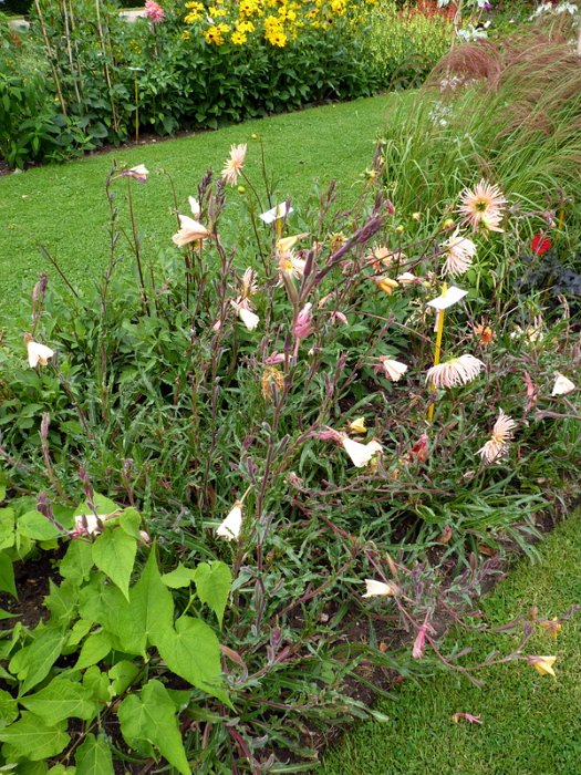 Oenothera longifolia 'Lemon Sunset'